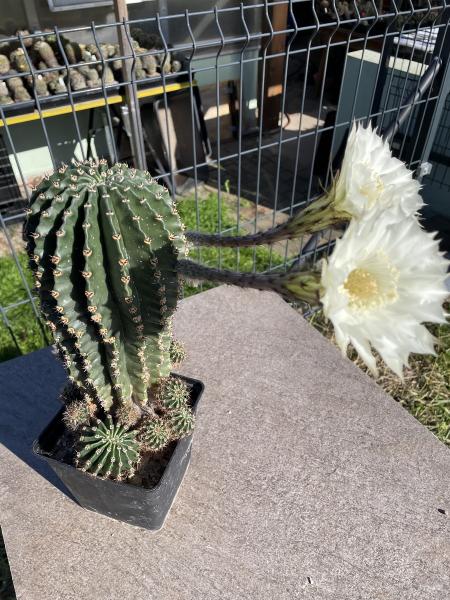 Echinopsis Hybr. weiss
